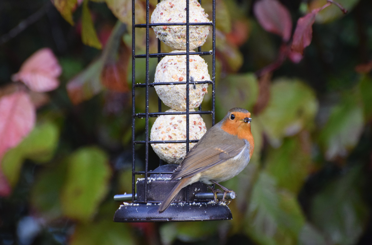 Rouges-gorges : sans cette astuce, ils risquent de ne jamais trouver ...