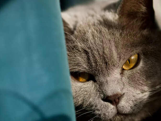 Stop! Don't Give Your Cat Milk Just Yet! - Reducing Cat Stress With Milk Video