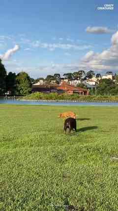 Why Capybaras Pull Up and Every Animal Just Accepts It