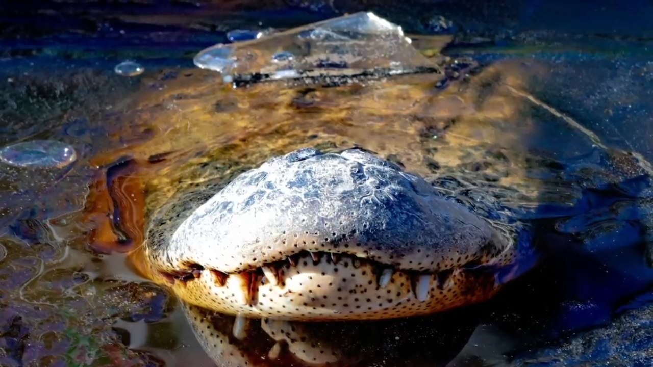 Three Frozen-Weather Reptiles With Survival Tricks You Won’t Believe