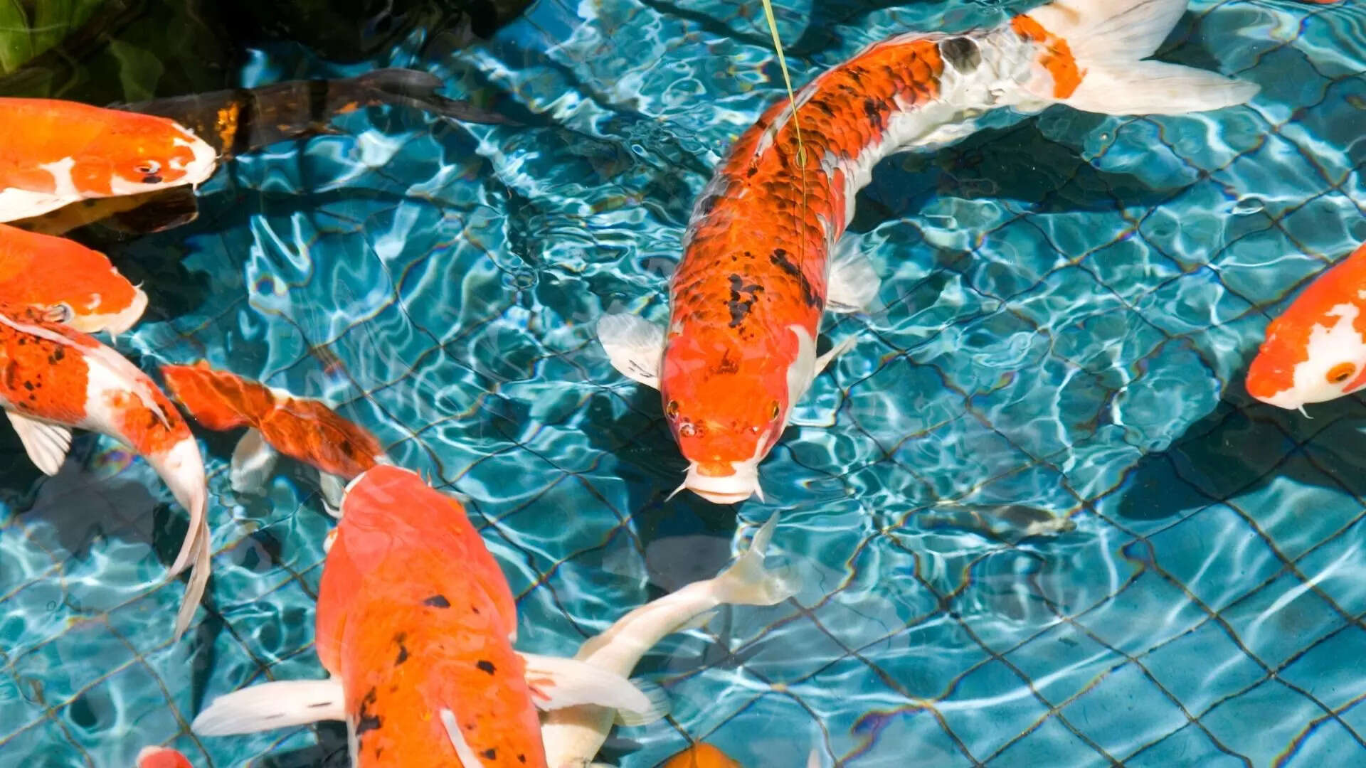 10 aquarium fish that live the longest: Some can even outlive you