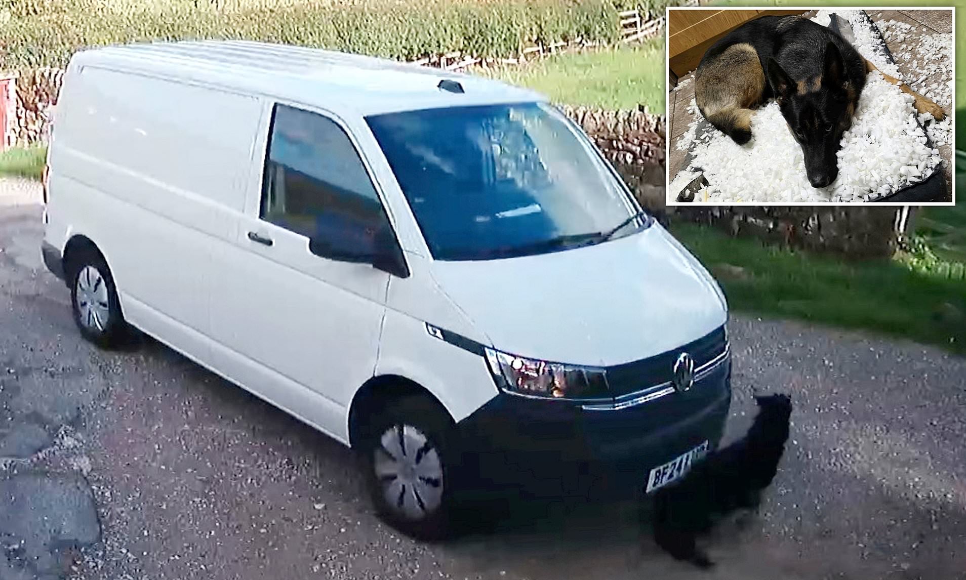 Amazon driver runs over family's German Shepherd Molly, leaving them ...