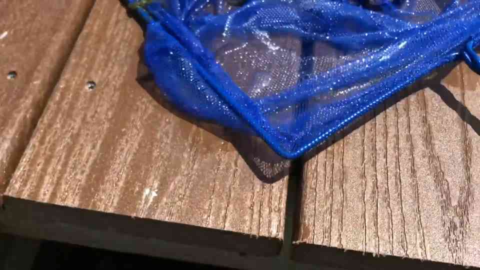 Fish trap catches my newest aquarium fish