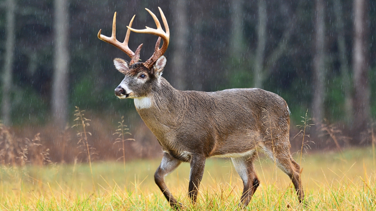 Hunter says he killed a big buck — then the landowner suddenly told him he couldn’t hunt there anymore<br><br>