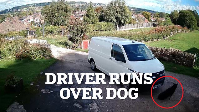 Amazon driver runs over family's 12-year-old German Shepherd Molly