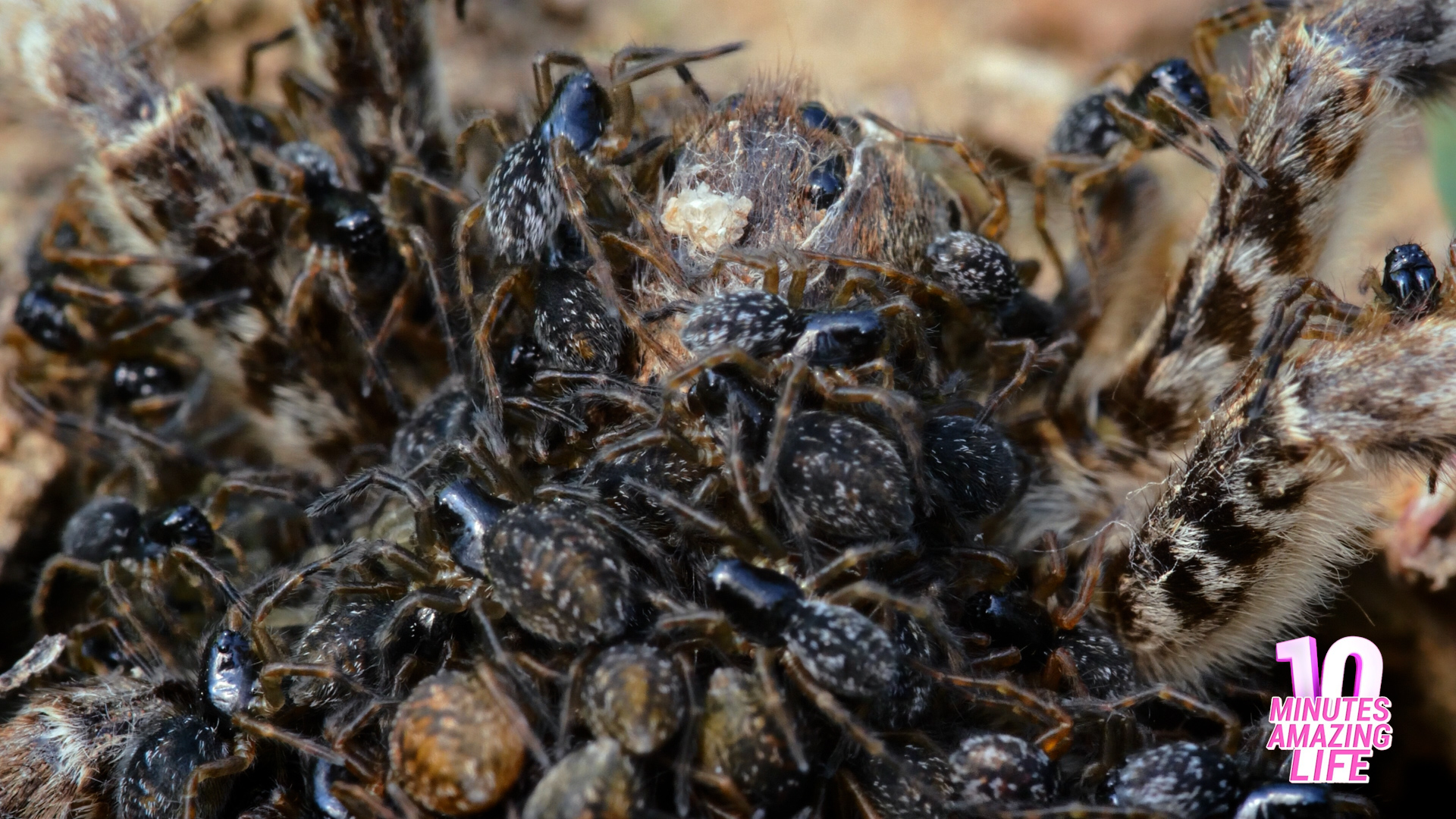 A Cluster of Spiders on the Ground
