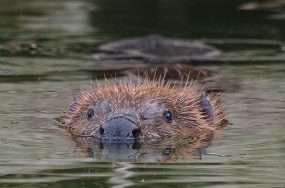 Beaver-engineered habitats are outperforming ours