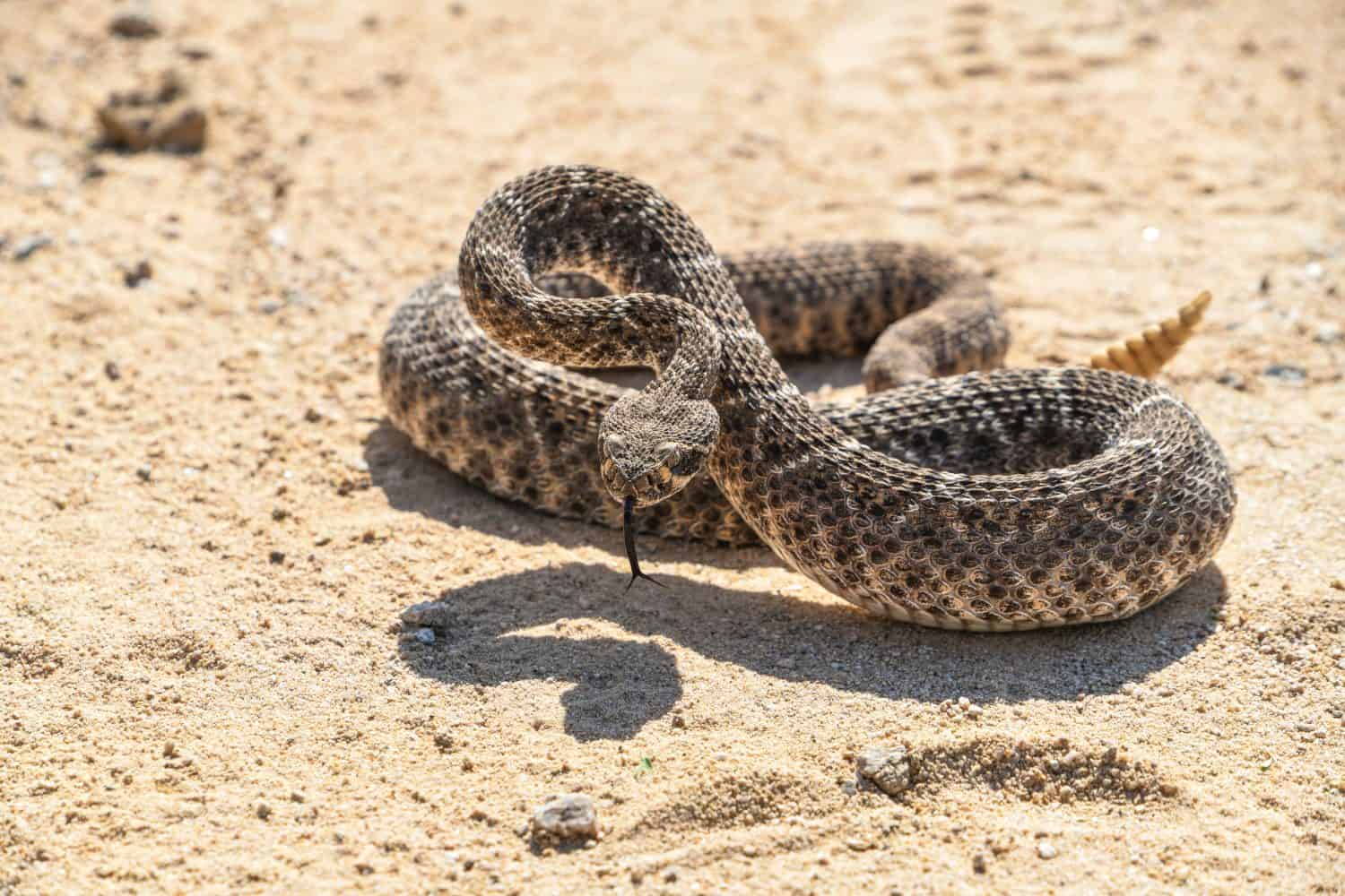 Beware of Rattlesnakes in These States
