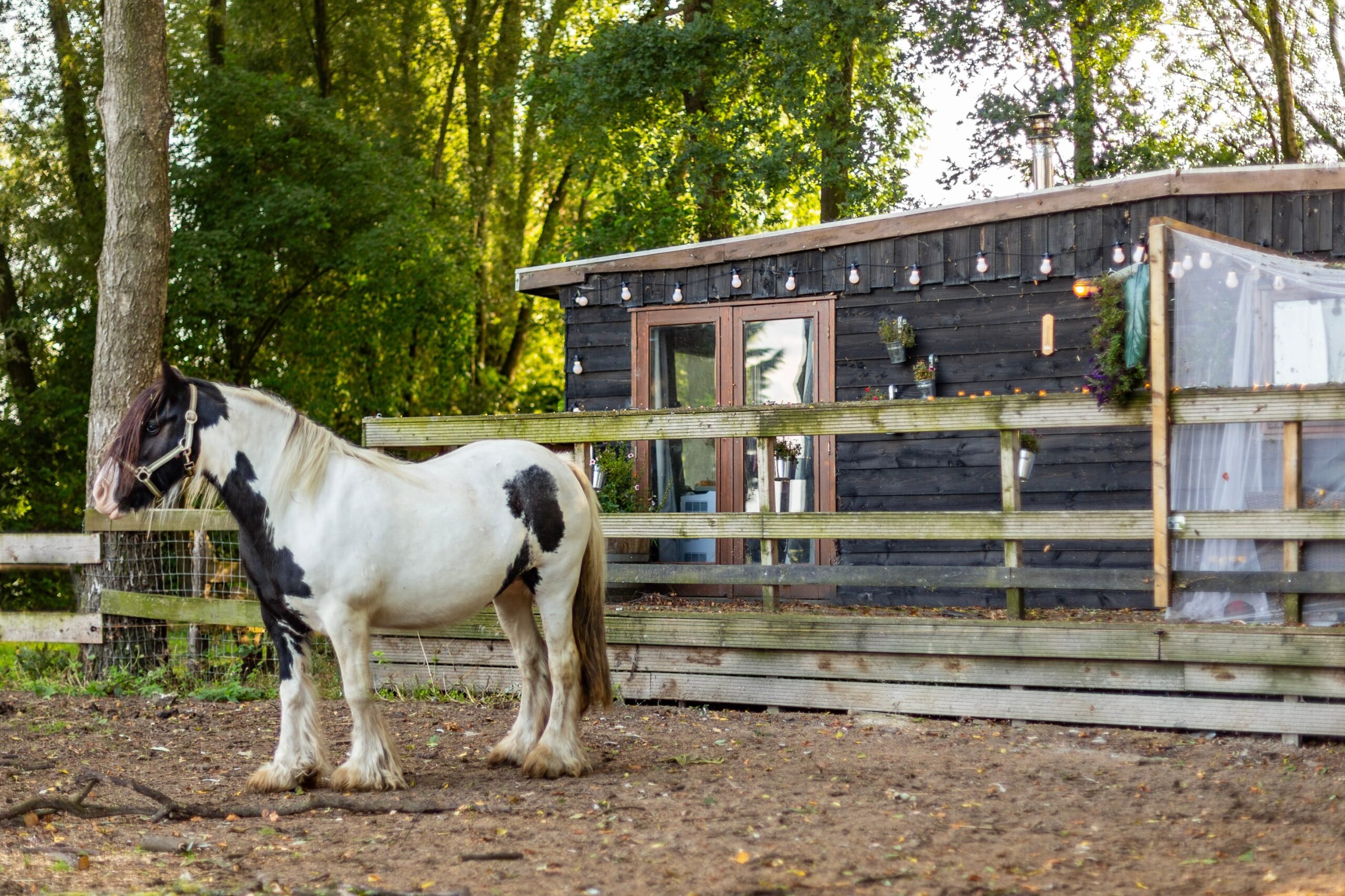 De Graaf sagt, sie kümmert sich um die Tiere, die auf dem Hof leben.