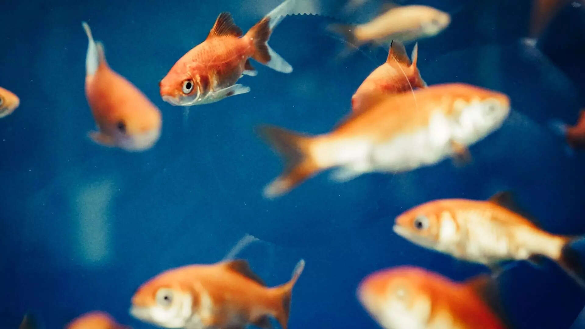 10 aquarium fish that live the longest: Some can even outlive you