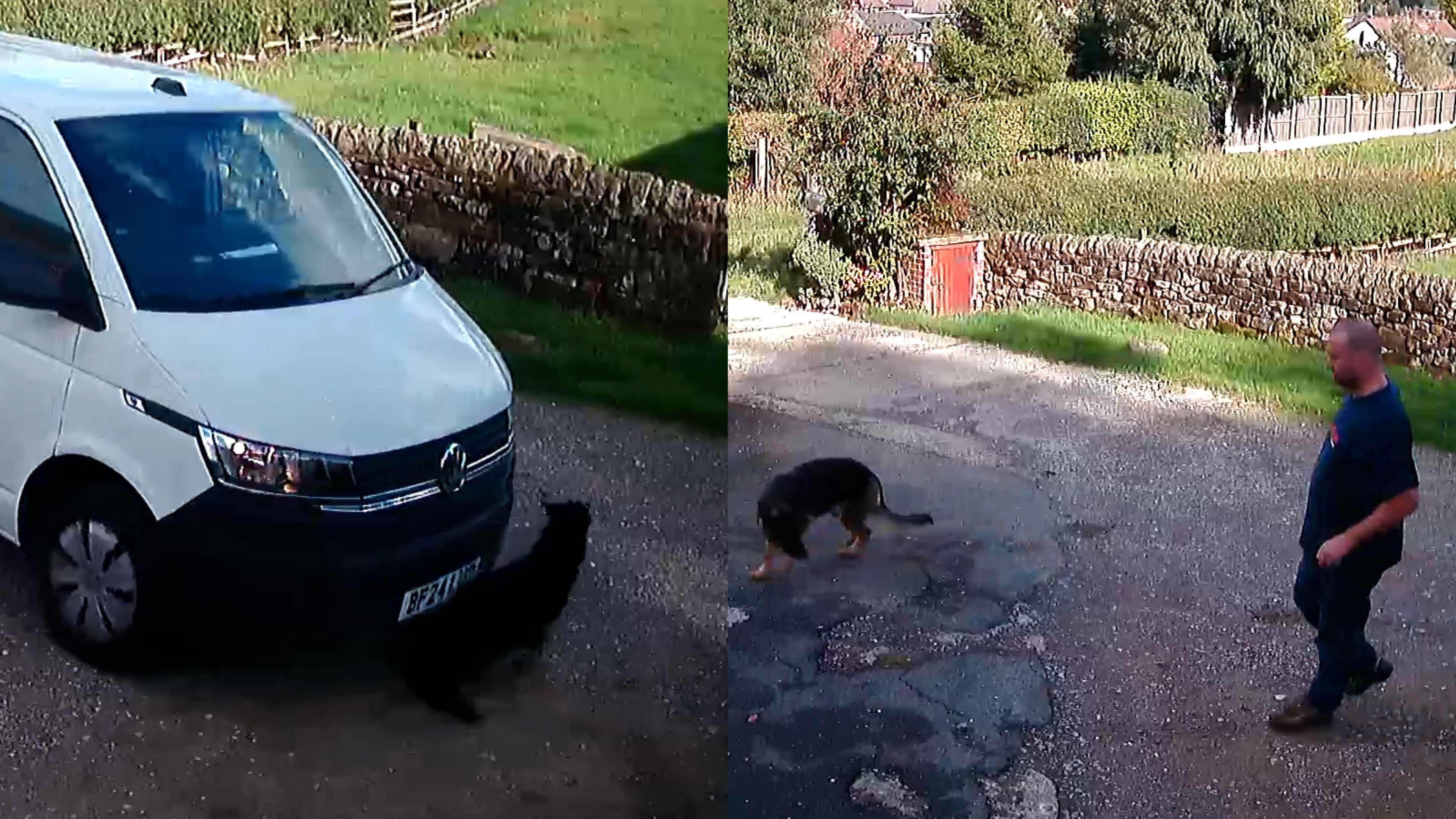 Amazon slammed after driver runs over family dog and sends £25 bed as ...