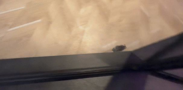 Mouse Runs Around Inside NYC Dave & Buster's