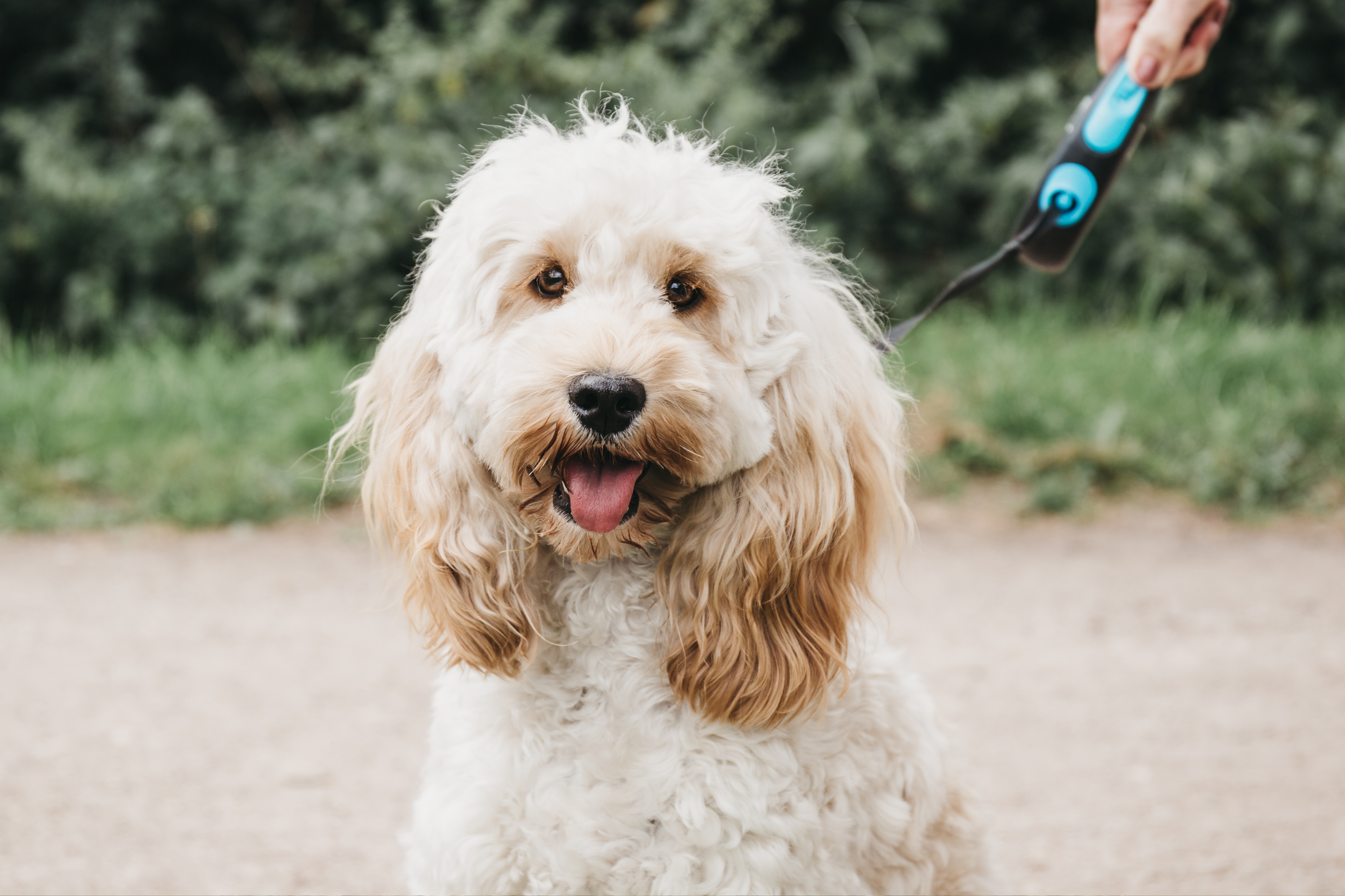 Owner can't cope with what cockapoo does when he spots a ladder: 