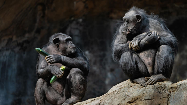 Mind-Blowing Facts About Chimpanzee Intelligence