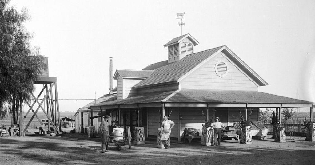 Beverly Hills lima bean farm