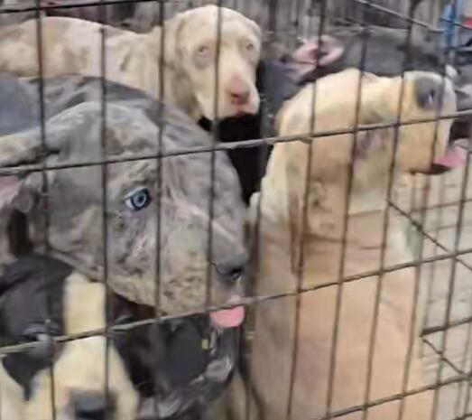 Southern Kentucky animal shelter receives 25 dogs rescued as part of ...