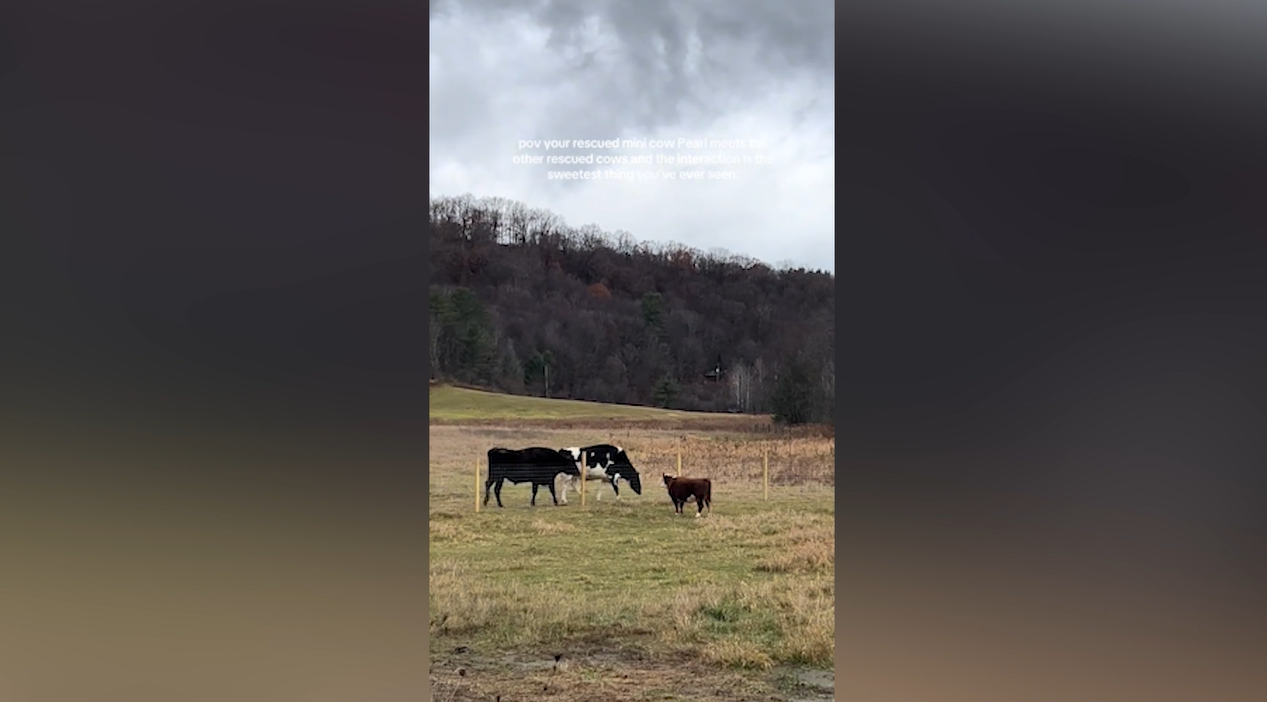 Rescue Cow’s Reaction To Other Cattle
