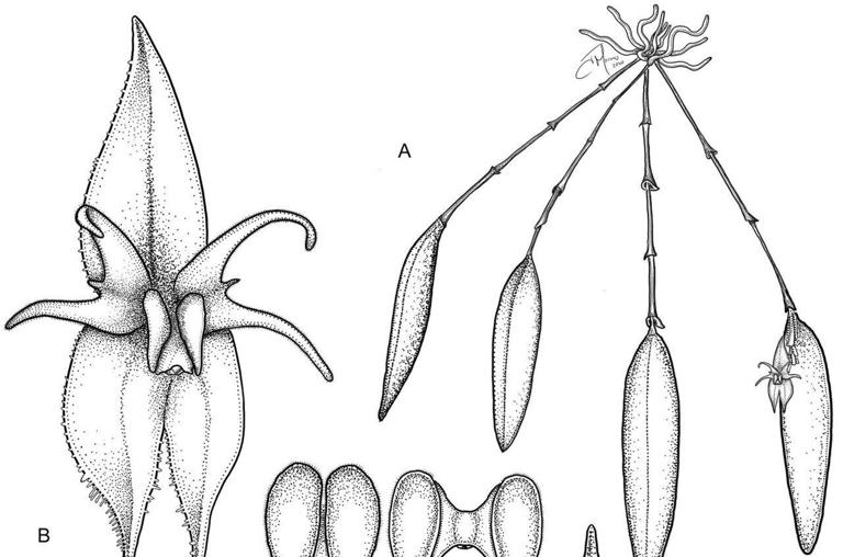 Newly discovered Colombian orchid faces 'foretold' extinction under ...