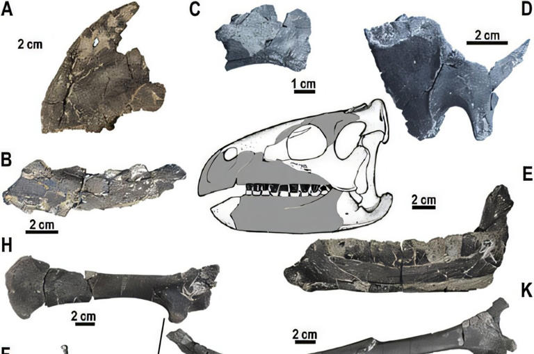 Rich dinosaur site discovered in Transylvania