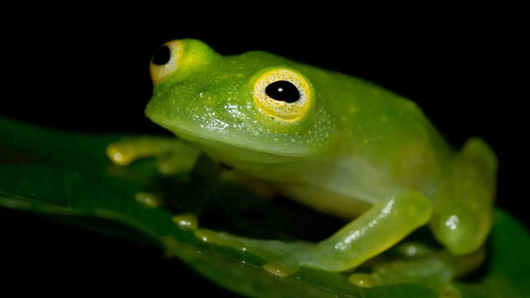 10 unique frog species that showcase nature’s most fascinating adaptations