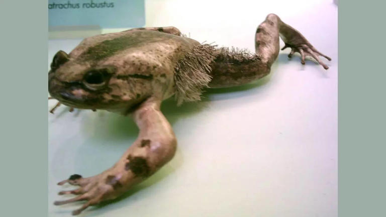 10 unique frog species that showcase nature’s most fascinating adaptations