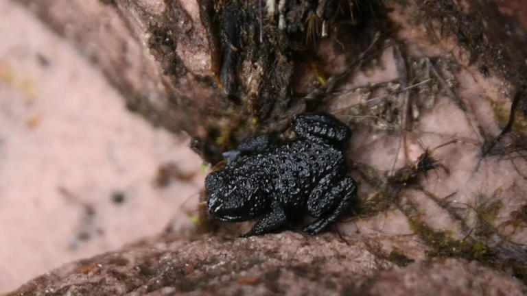 10 unique frog species that showcase nature’s most fascinating adaptations
