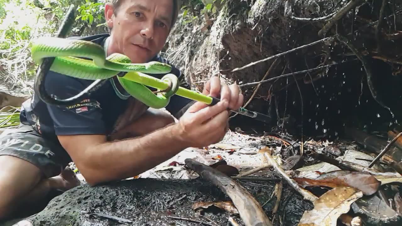 Investigating Asia's most deadly and dangerous venomous snake species ...
