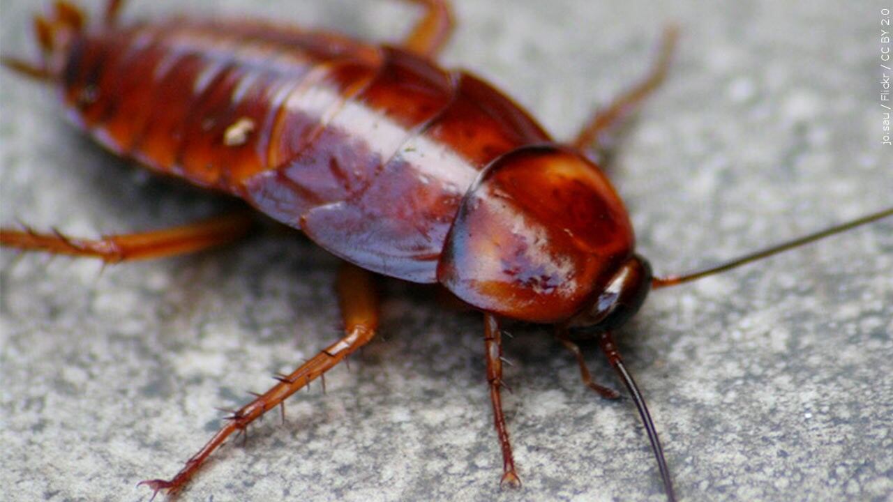 UK researchers receive $1 million to study cockroach control in ...