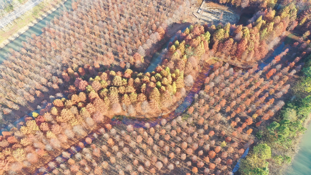 独家：江苏泗洪：洪泽湖湿地冬景如画