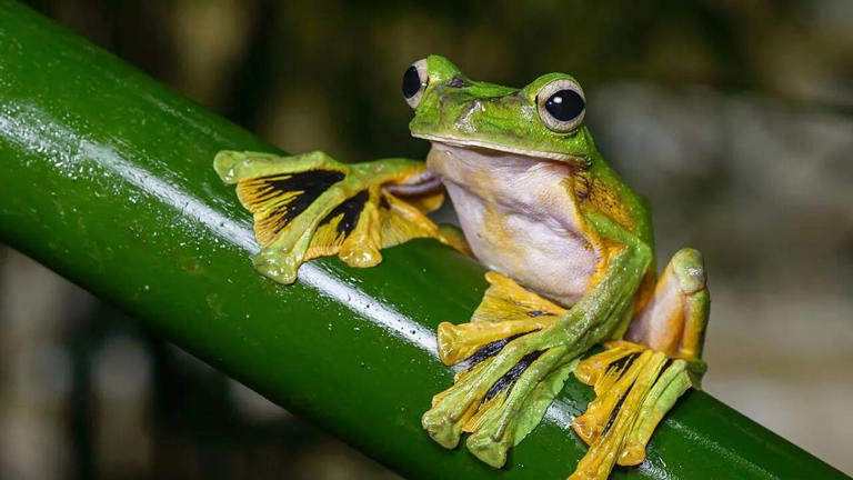 10 unique frog species that showcase nature’s most fascinating adaptations
