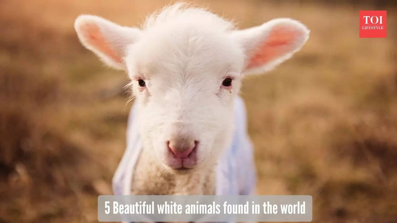 5-beautiful-white-animals-that-look-like-furry-snowballs