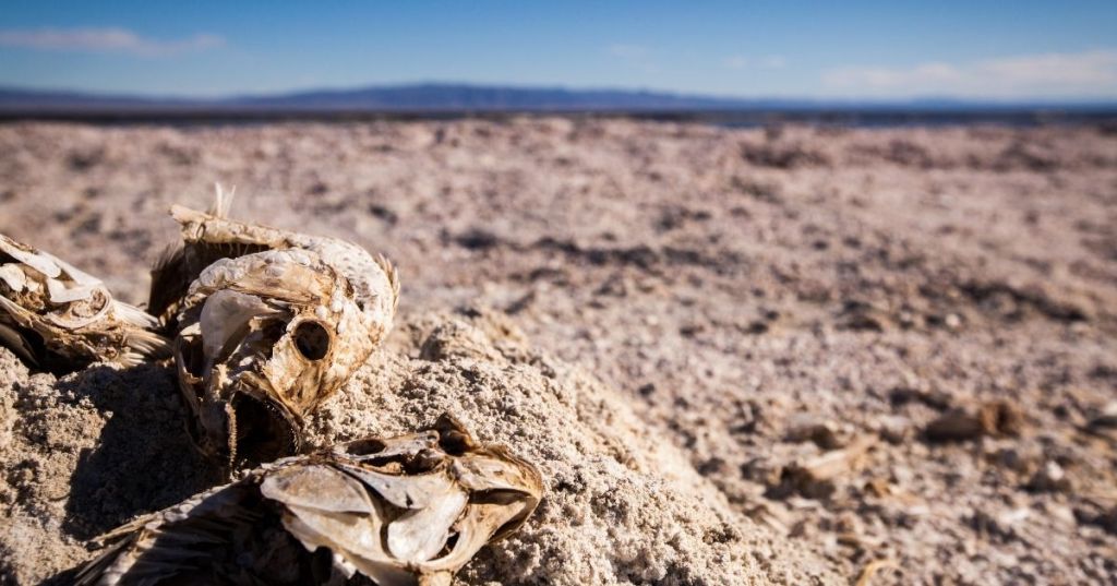 Fish skeleton at Salton Sea in California