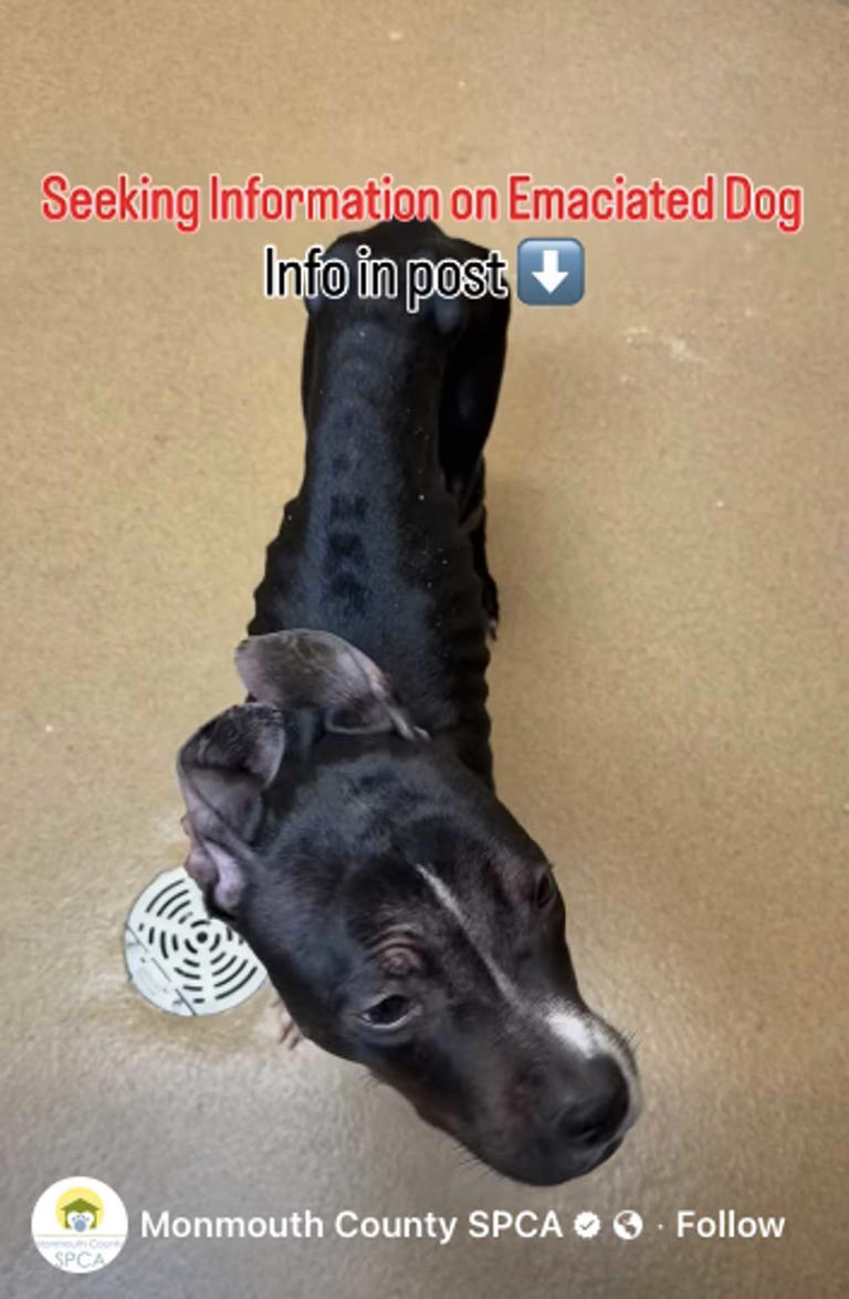 Starving, Trembling Dog Found Near NJ Park: SPCA Seeks Answers
