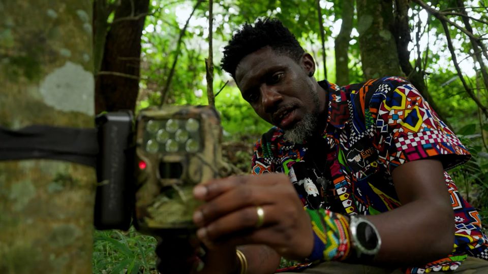 Africa’s ‘cryptic’ golden cat is so rare, no one knows how many there ...