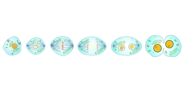 Researchers uncover mechanism of plasma membrane remodeling that drives ...