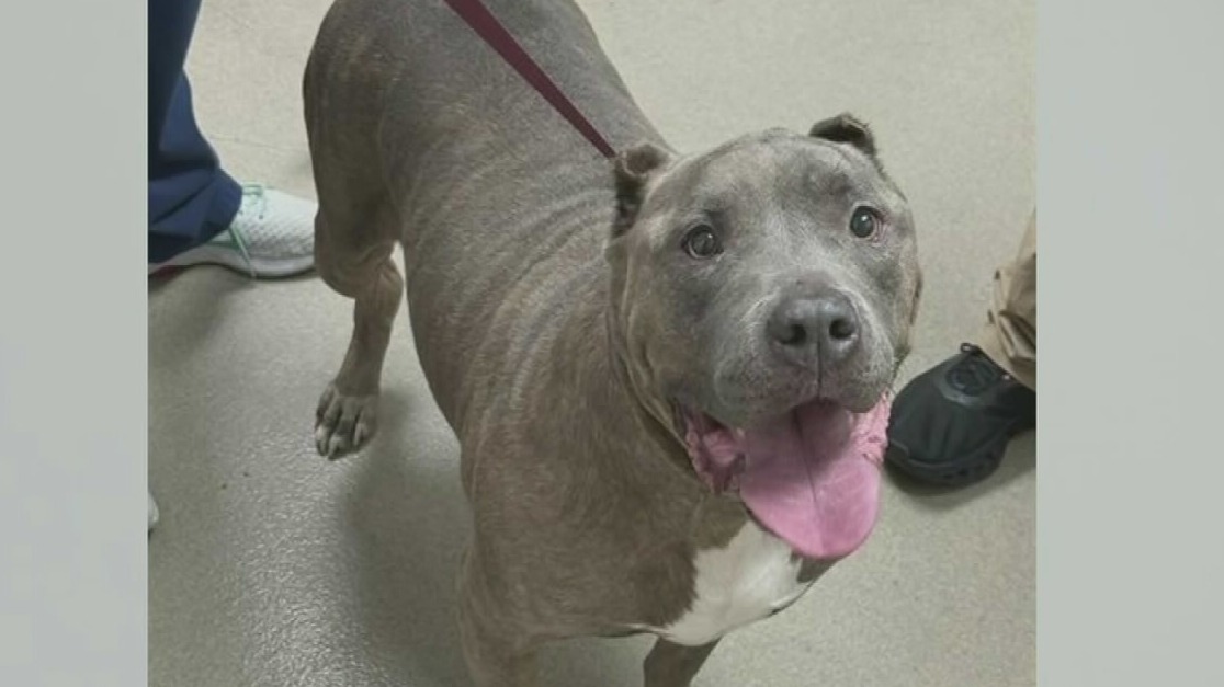 Dog that attacked 7-year-old boy in Fort Lauderdale euthanized ...