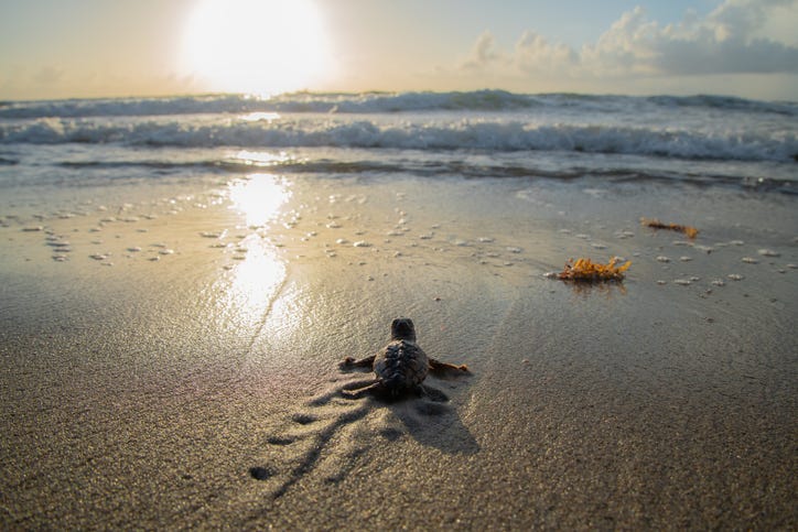A quiet hurricane season means a record number of sea turtle hatchlings