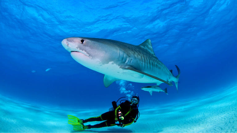 Why Sharks Are Far Less Interested In Humans Than People Think