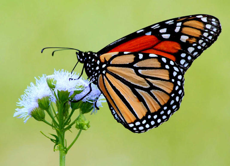 This species faces its doom. Only Californians can save it.