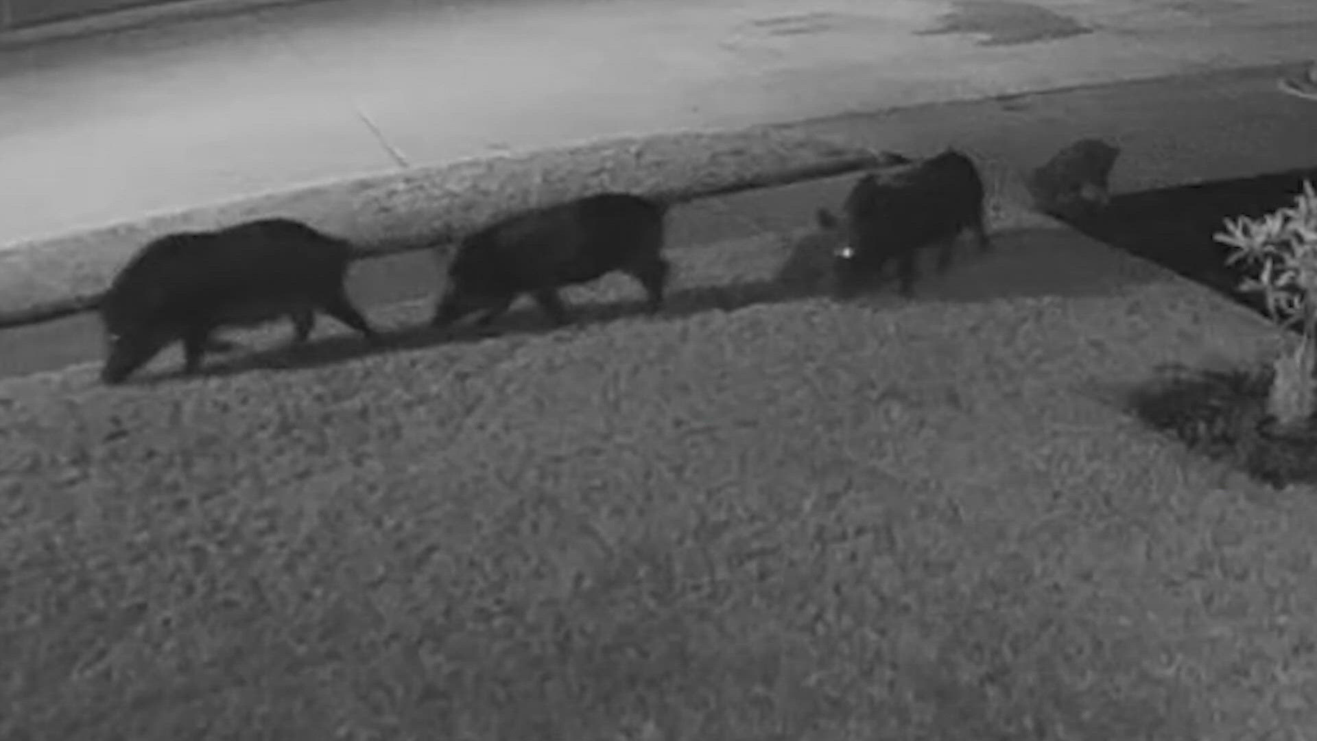 Feral hogs in North Texas city prompt increased patrols, officials say