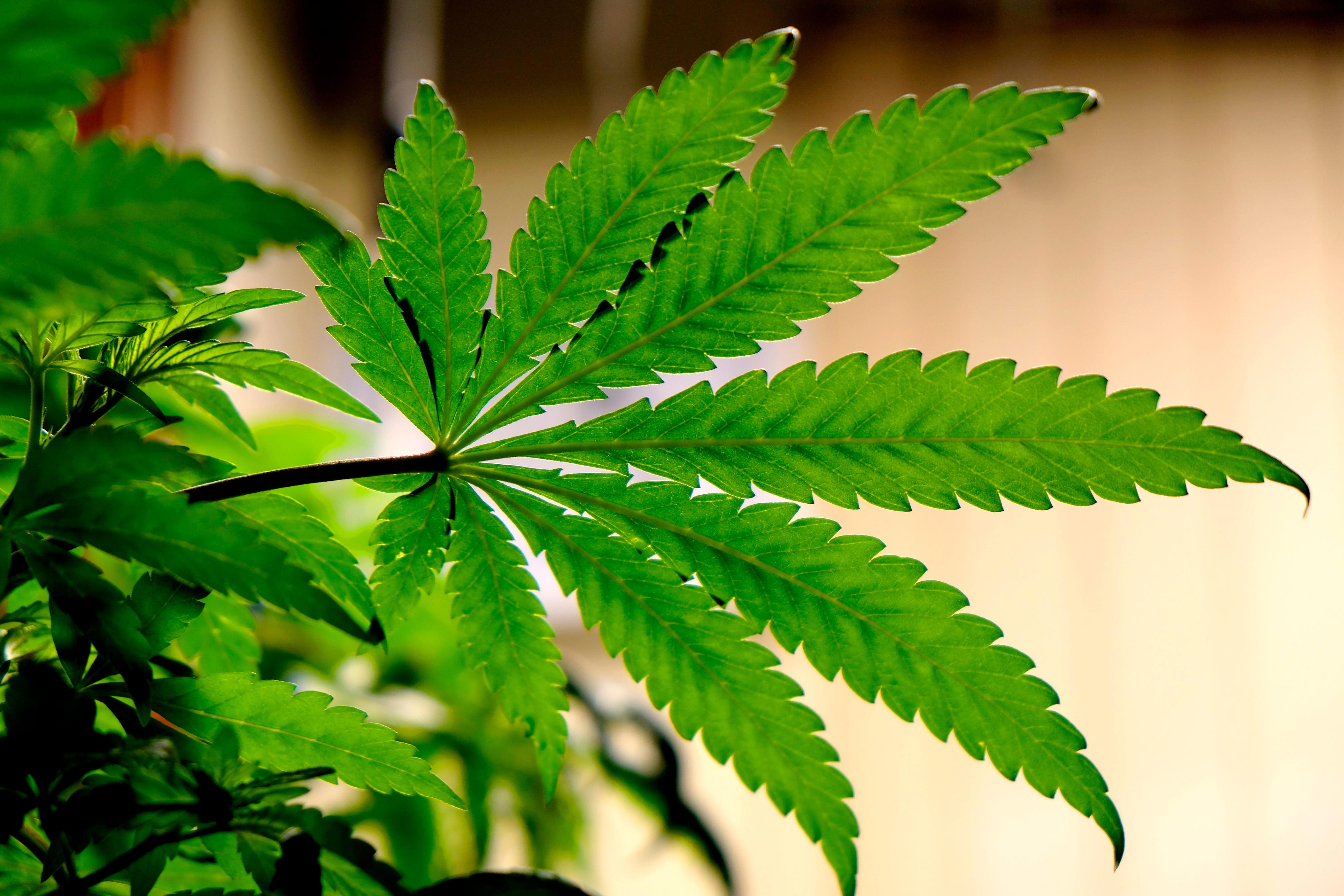 Fetterman joins Senate Dems in pushing for legal marijuana across US