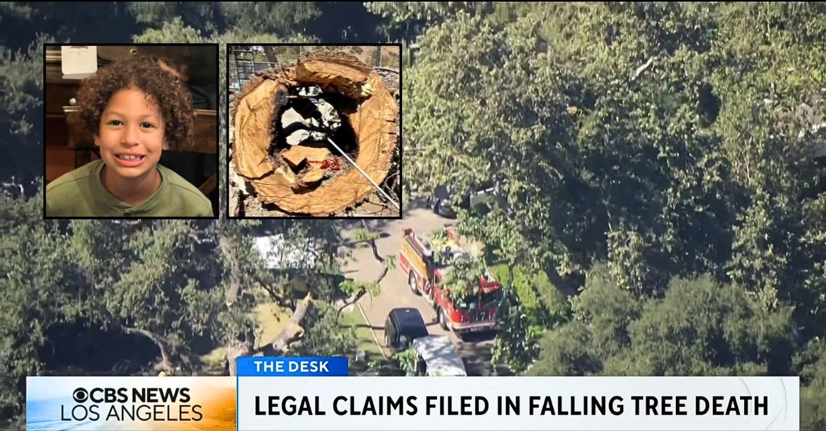 8-year-old killed in front of parents by falling branch from 'decaying ...