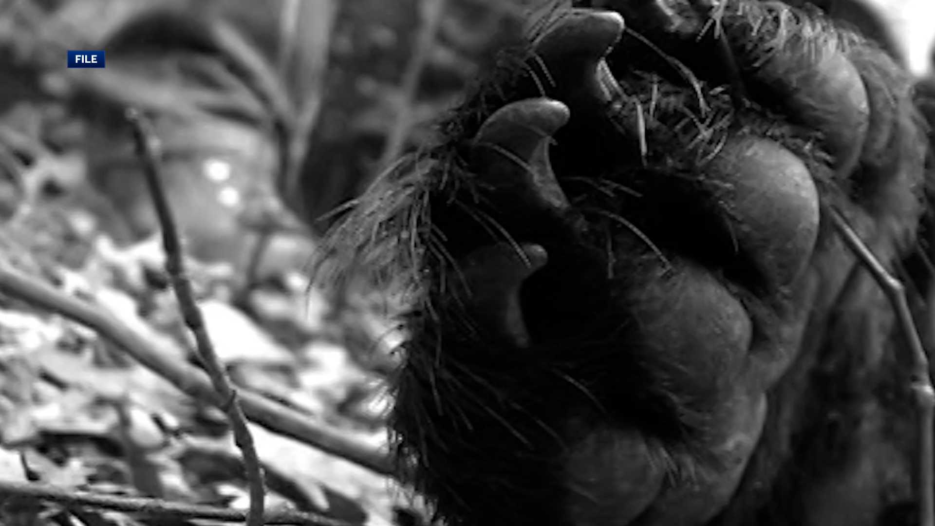 Arkansas experiences two fatal bear attacks in a month