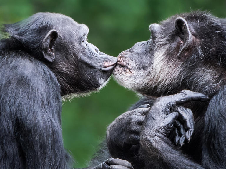 21-million-year-old smooch: The very first kiss occurred before humans ...