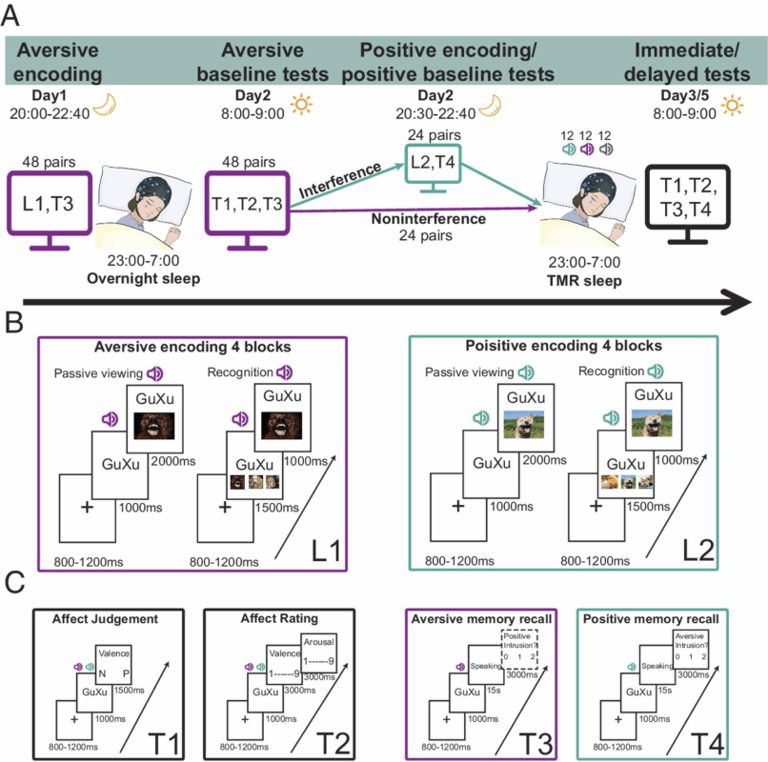Scientists Unlock the Secret to Erasing Bad Memories—And It’s Simpler ...