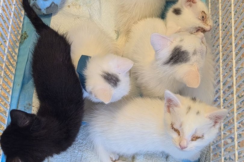 Heartbreak after ill kittens shoved in bag and dumped near Boston chippy
