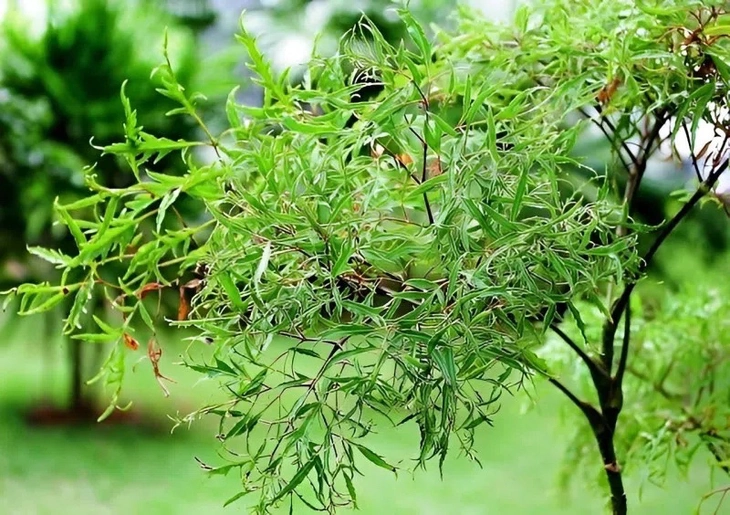 Bạn có biết công dụng của món ăn từ lá đinh lăng, thứ được ví như 'nhân ...