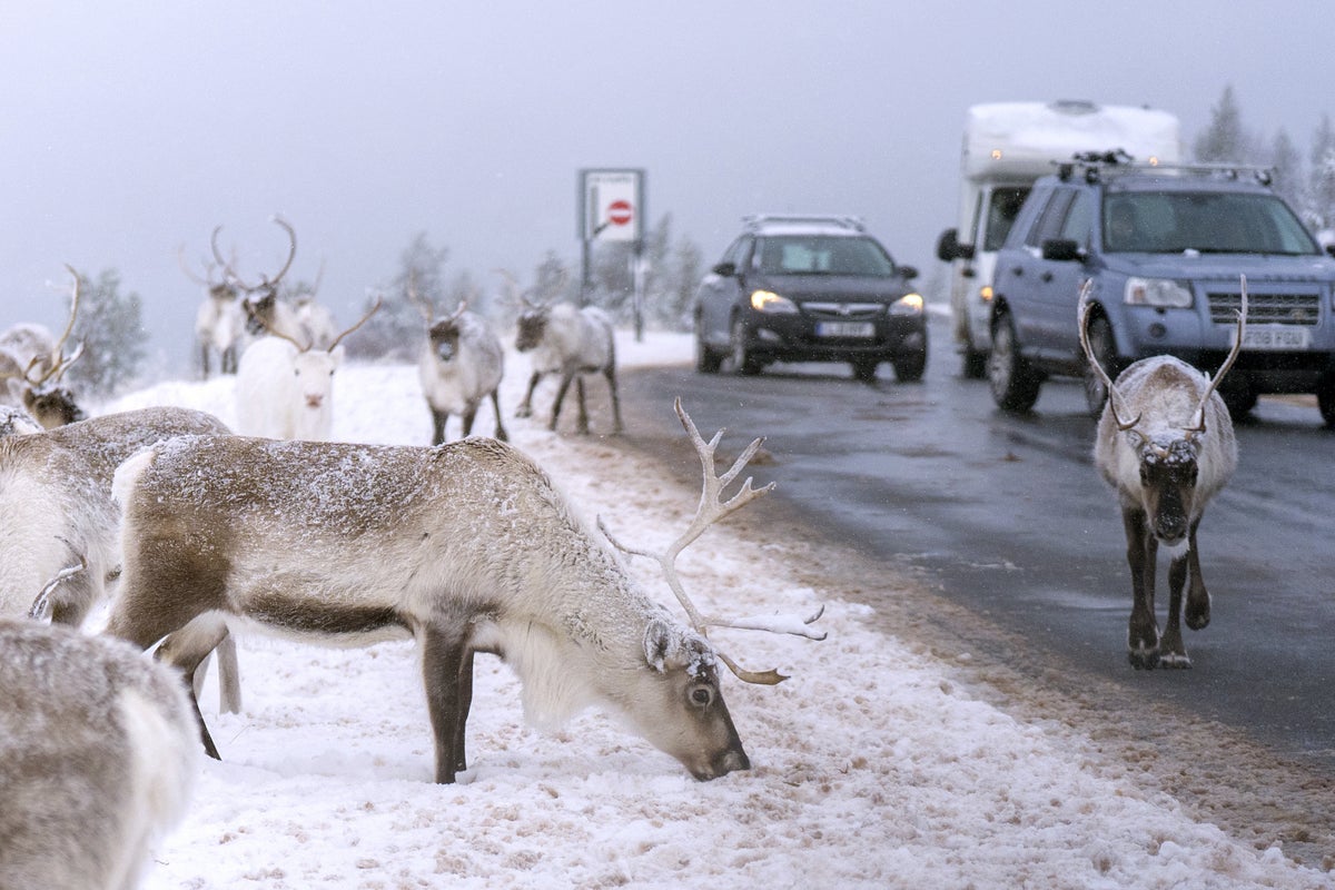 Amber weather warning in place as up to 25cm of snow forecast