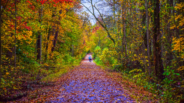 South Carolina's Riverside Trail Winds Through Buzzing Greenville, Tree ...