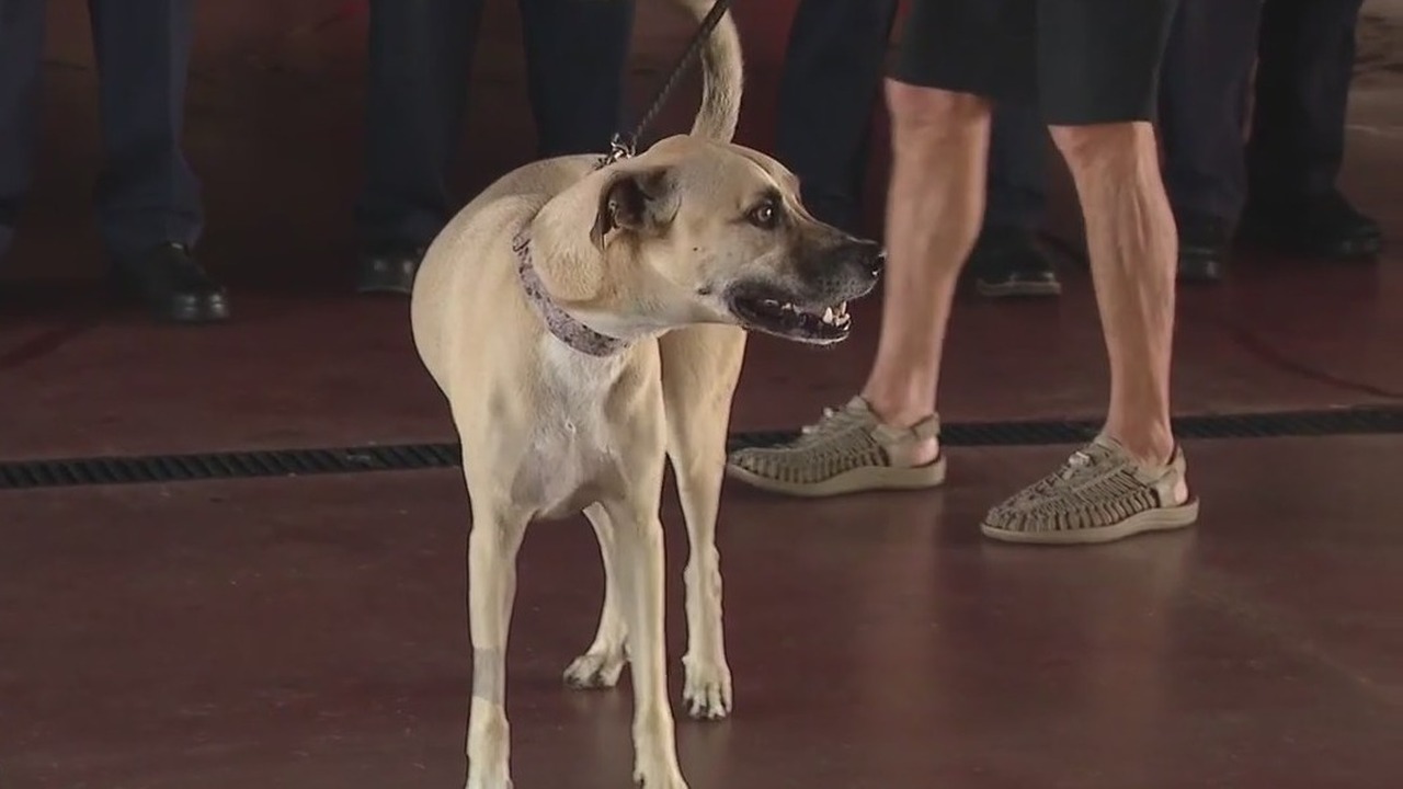 Firefighters reunite with dog they saved